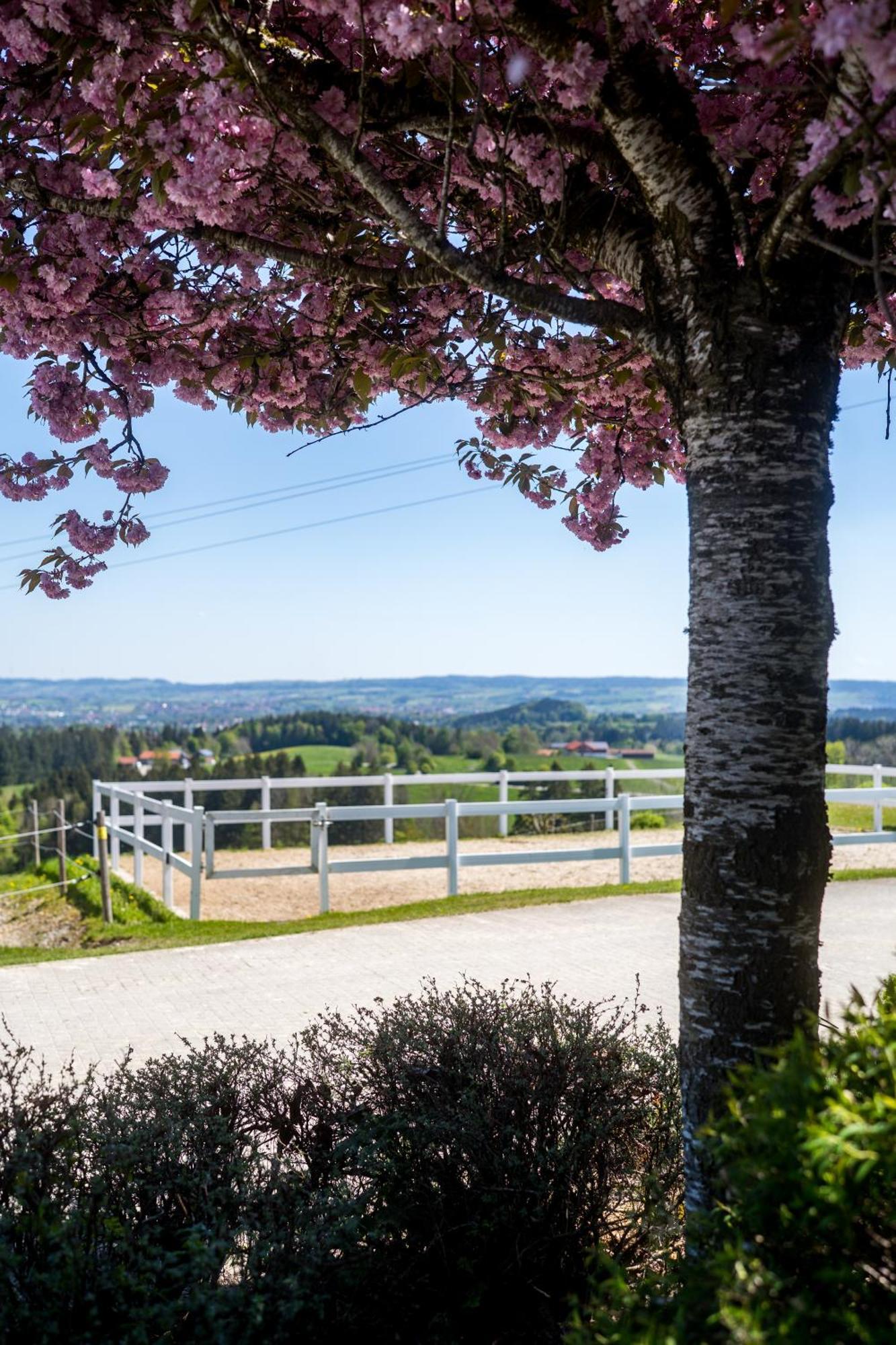 Gut Buchenhof Apartman Buchenberg  Kültér fotó